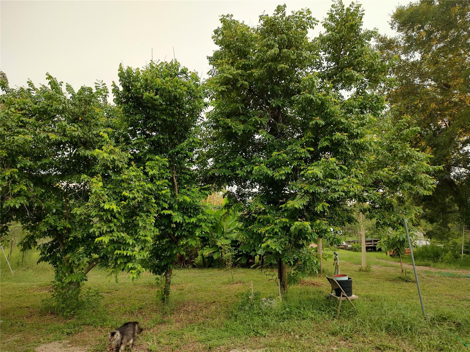 OAKWOOD ACRES - Residential