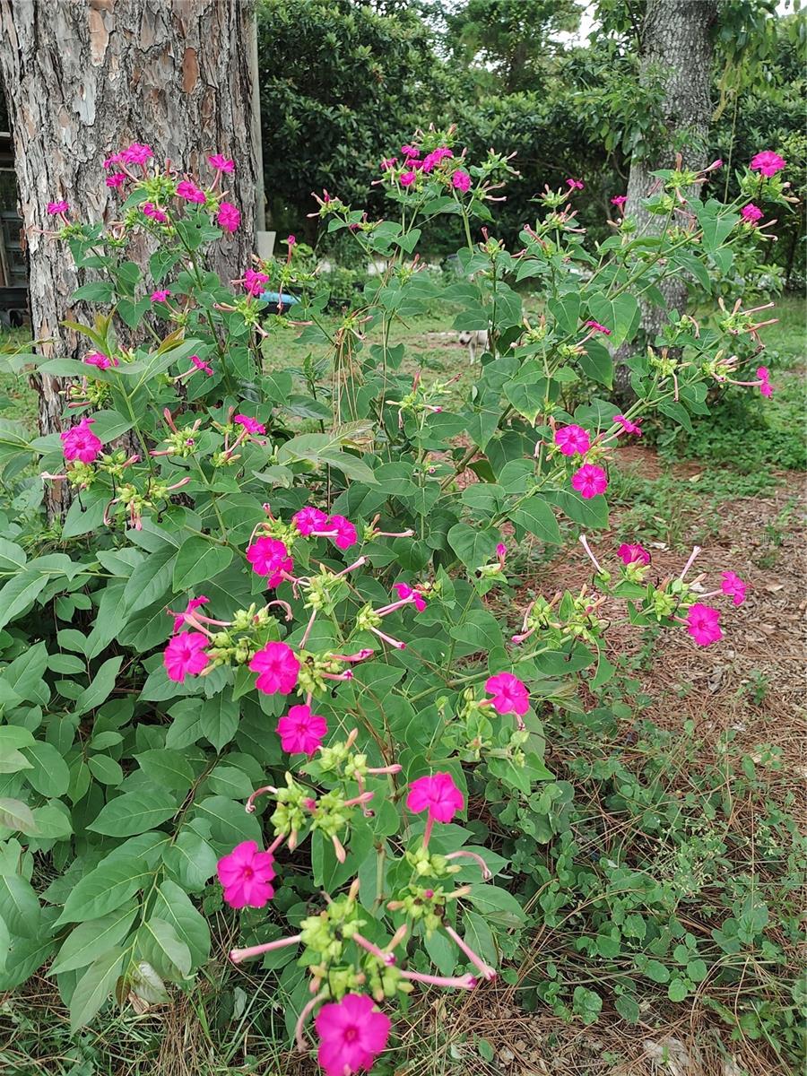 OAKWOOD ACRES - Residential