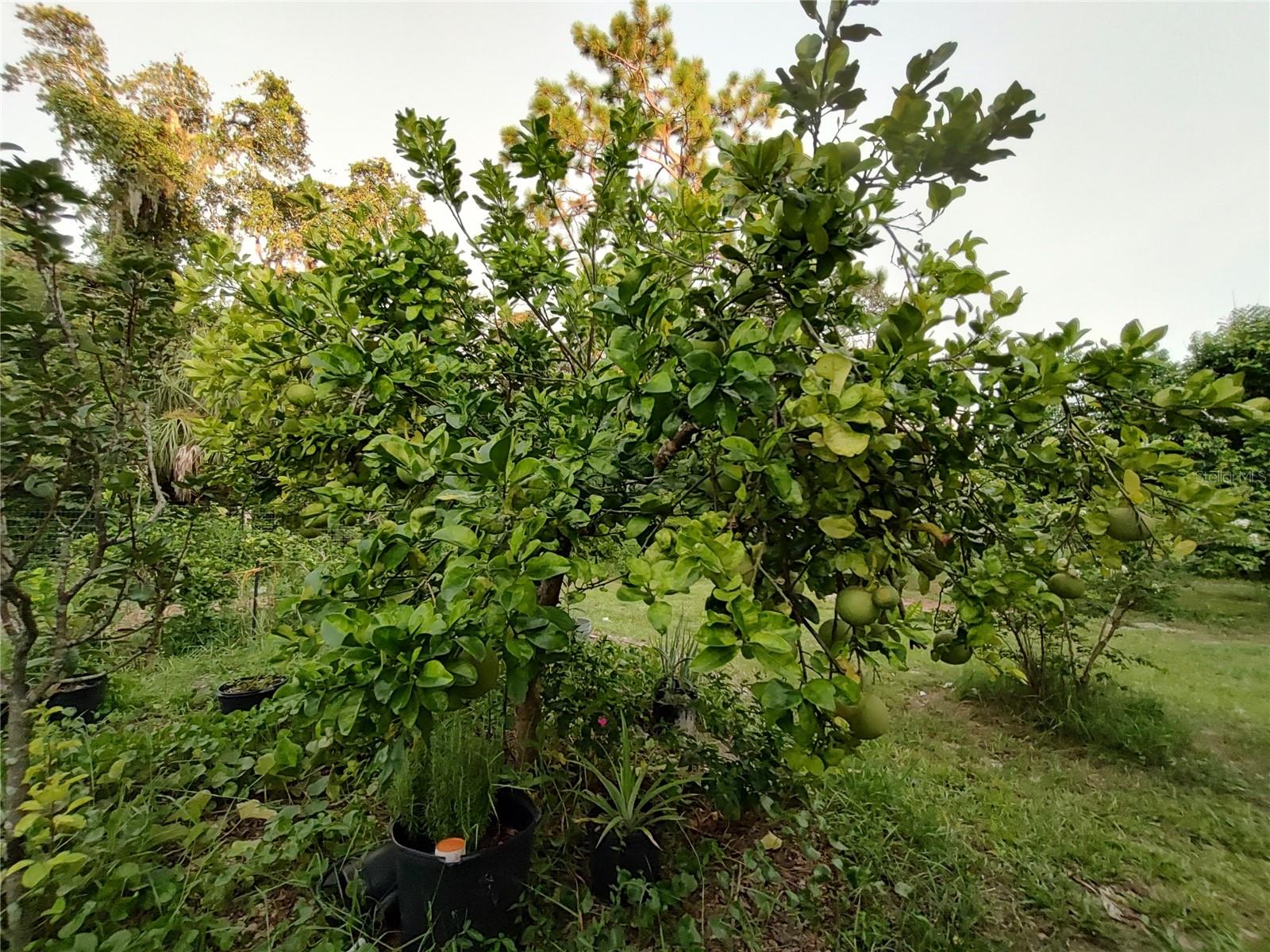 OAKWOOD ACRES - Residential