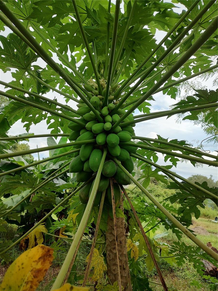 OAKWOOD ACRES - Residential