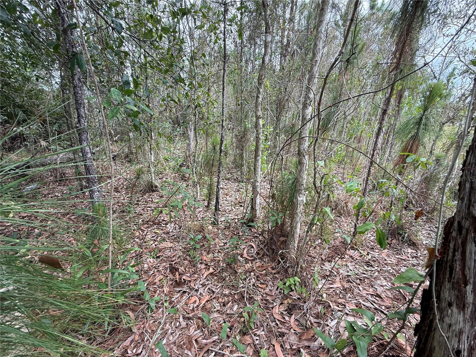 LEHIGH ACRES - Land