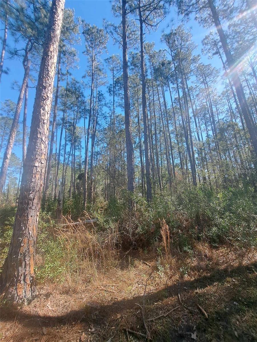 DAYTONA NORTH SUB - Land