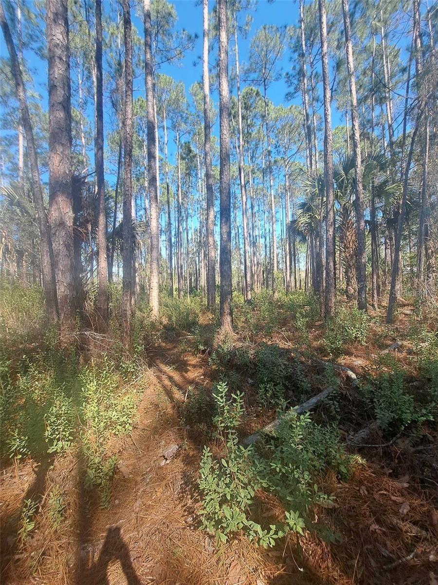 DAYTONA NORTH SUB - Land