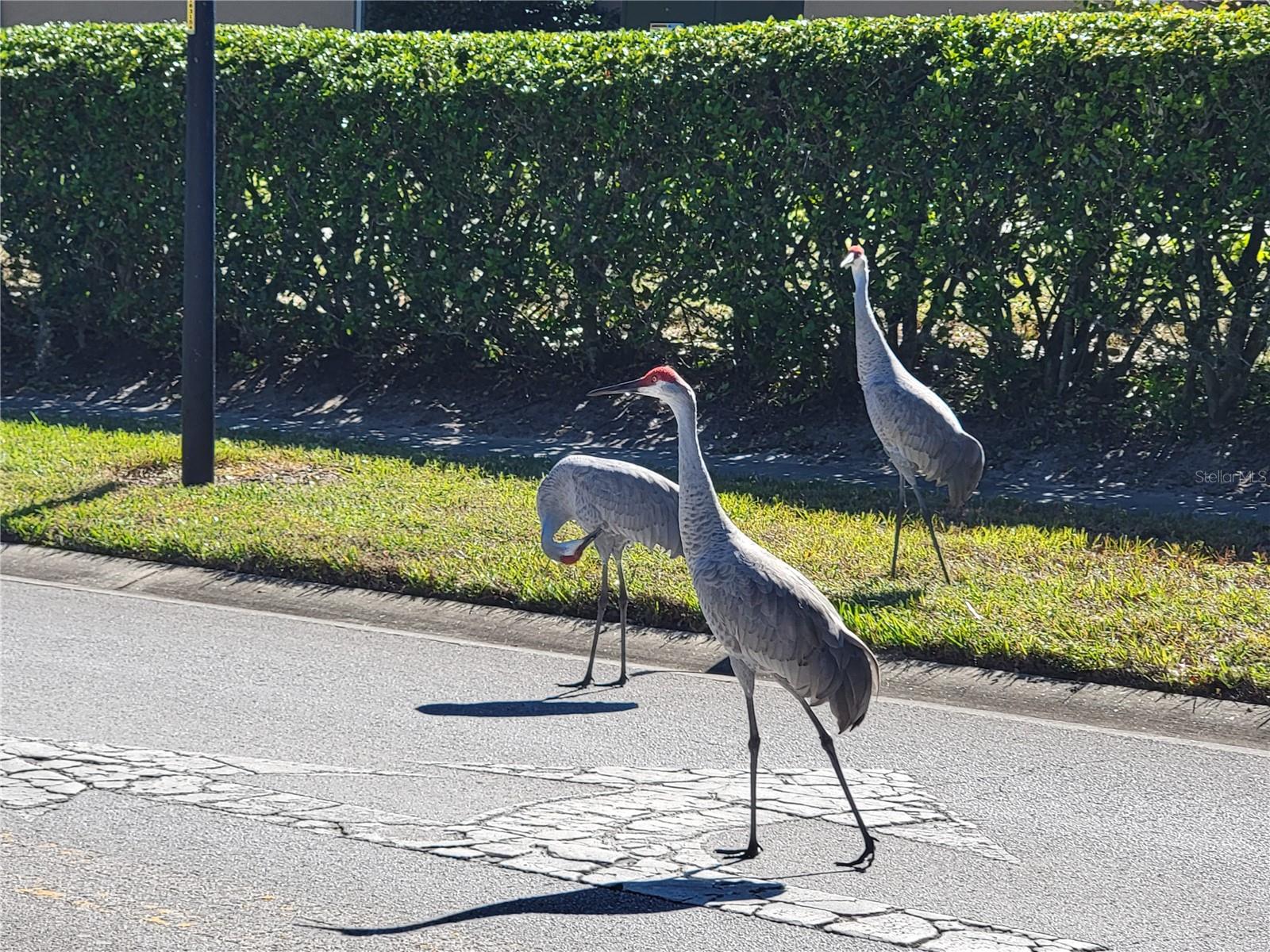 PLANTATION AT LEESBURG GLENDALE VILLAGE - Residential