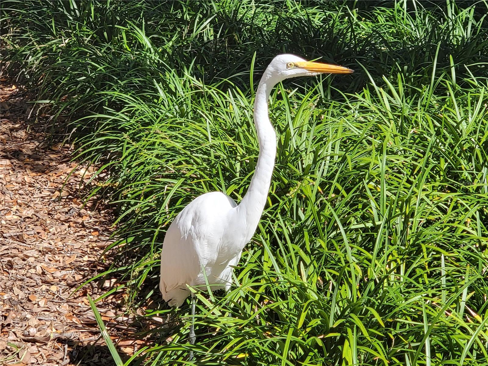 PLANTATION AT LEESBURG GLENDALE VILLAGE - Residential