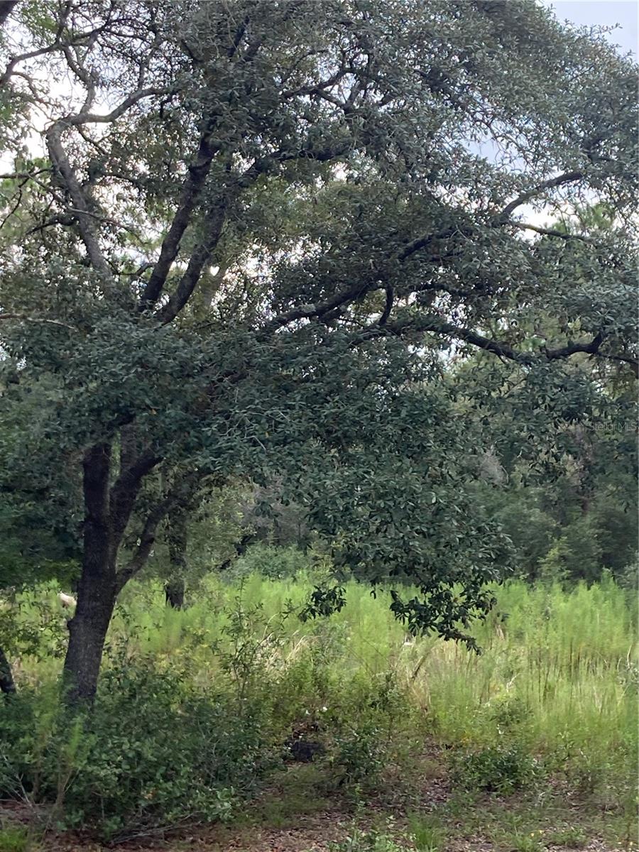 RAINBOW ACRES UN 04 - Land