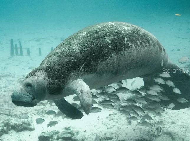 PINE RIDGE UNIT 01 - Residential