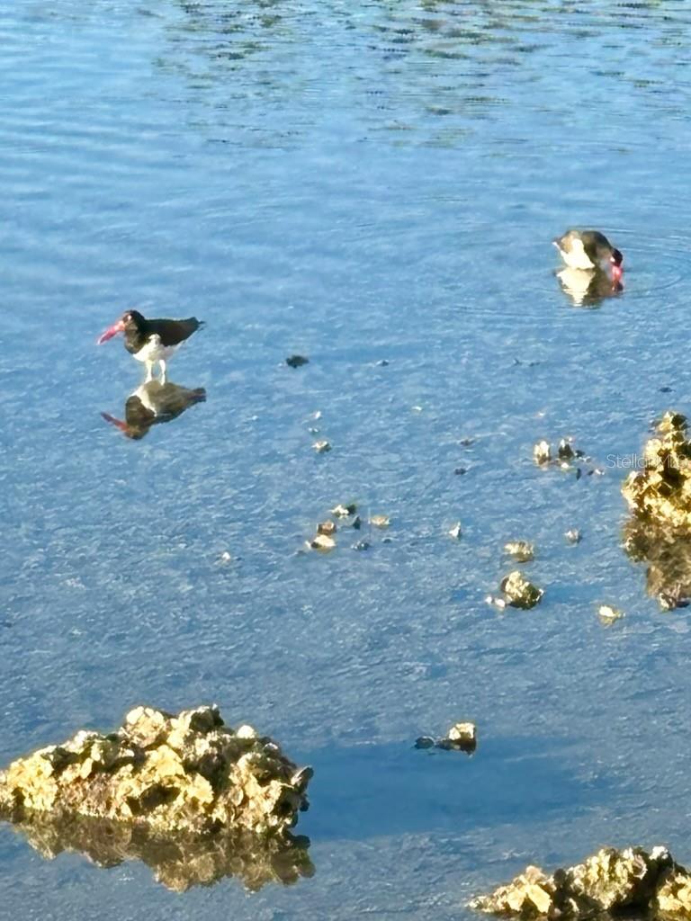 BAY ISLAND GROUP 10 - Residential