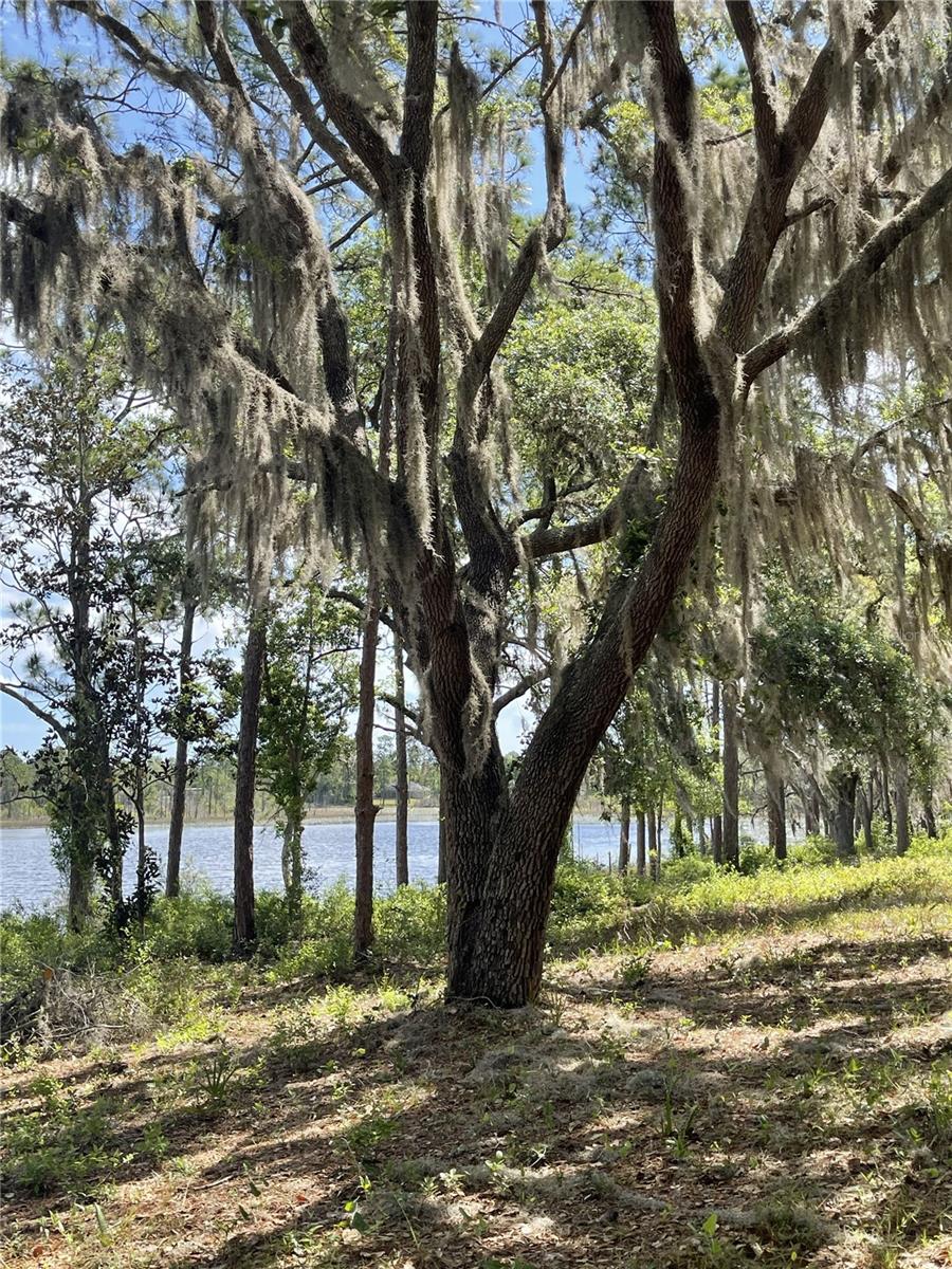 LAKE BUTLER SHORES - Land