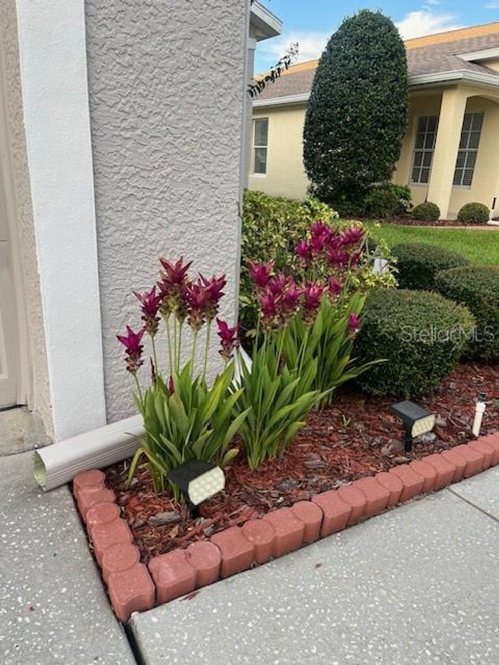 Photo of 2900 Banyan Hill Lane, Land O Lakes, FL 34639 (MLS # TB8426515)