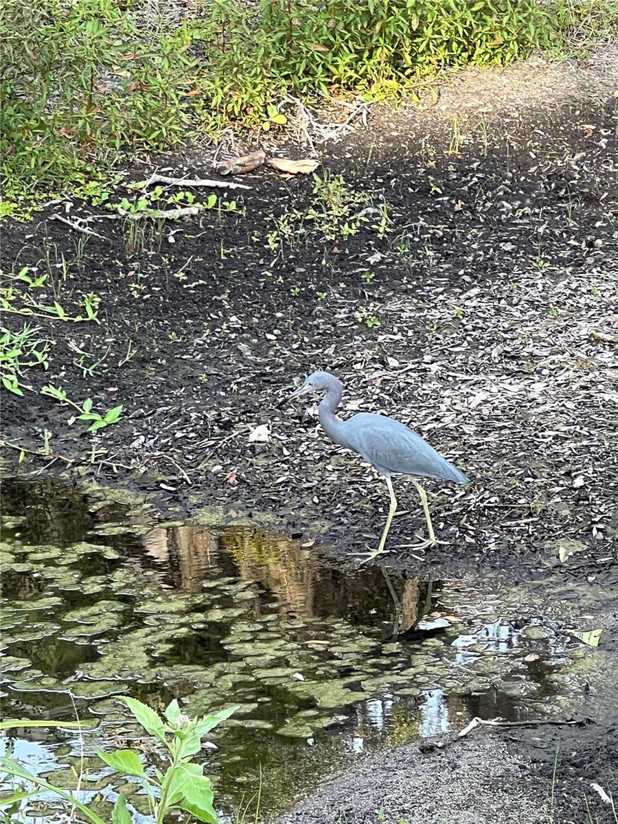 THE GRAND AT OLDE CARROLLWOOD - Residential