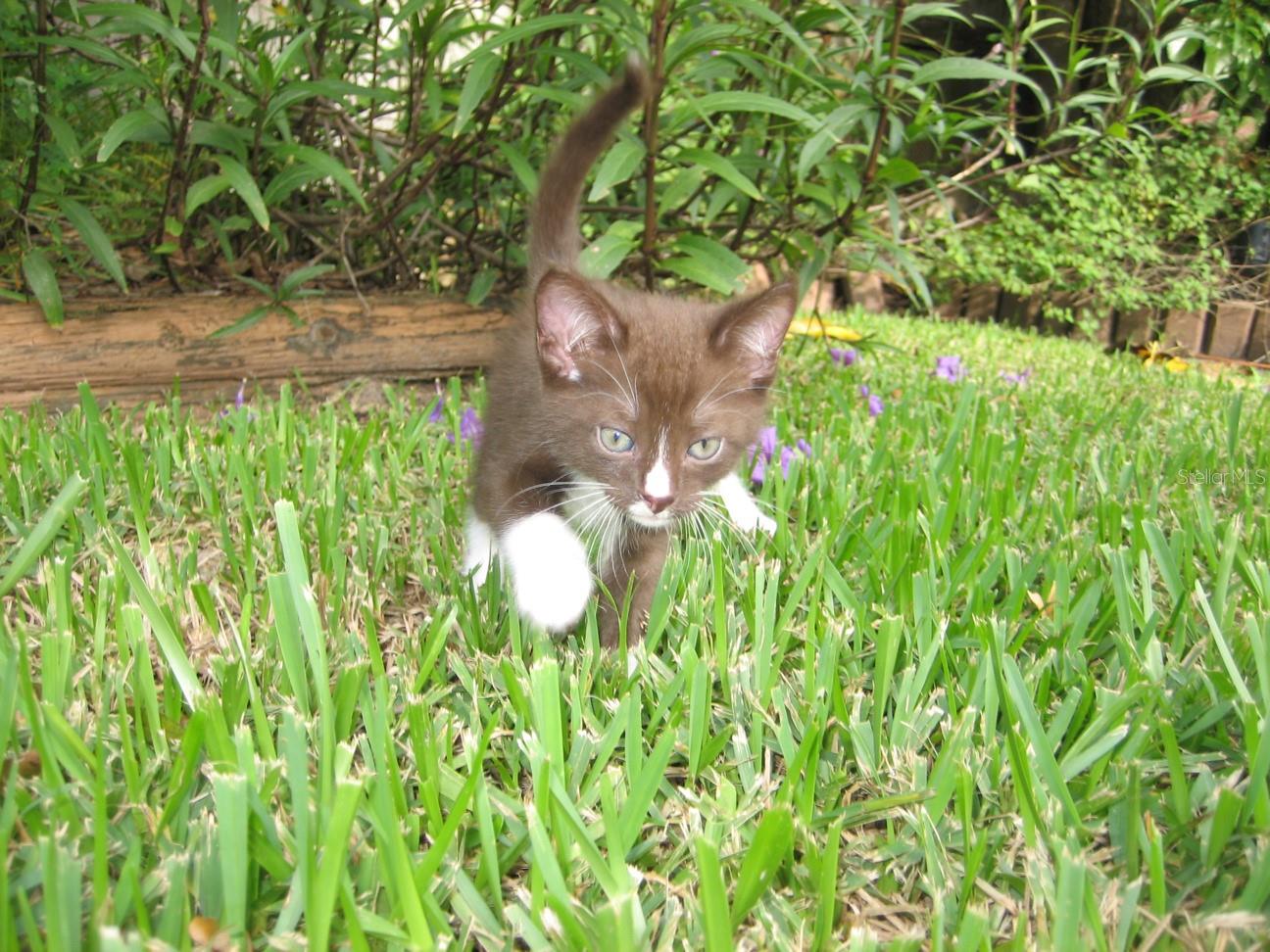 TOWN SHORES OF GULFPORT - Residential