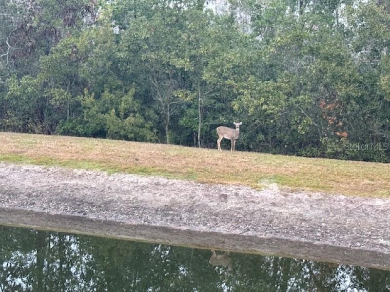 STONEGATE PH 02 - Residential