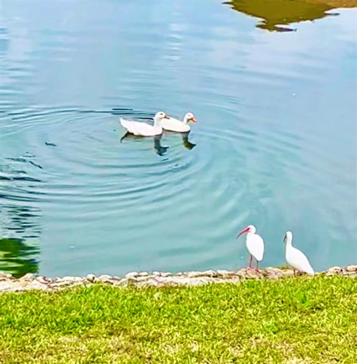 WOODHAVEN AT PALM COAST - Residential