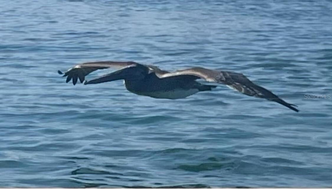 VENICE GULF VIEW REP - Land