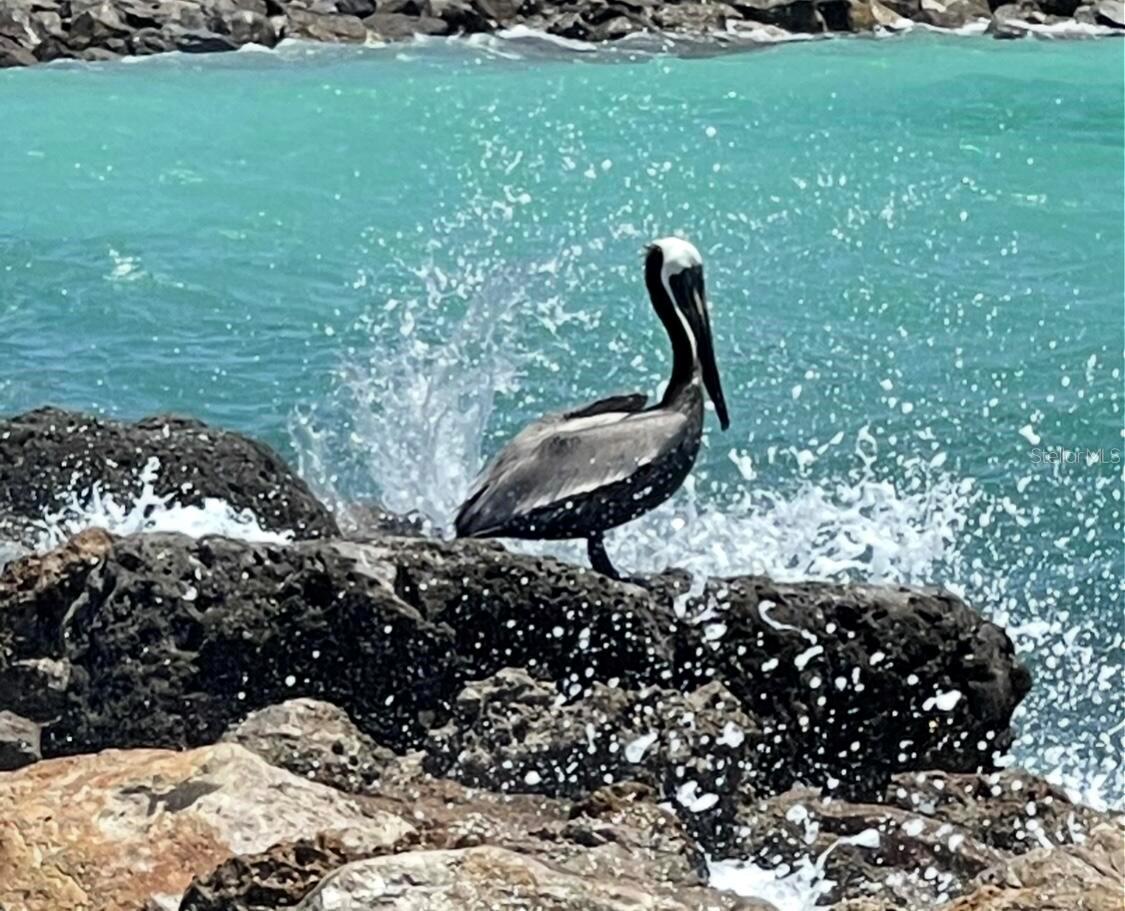 VENICE GULF VIEW REP - Land