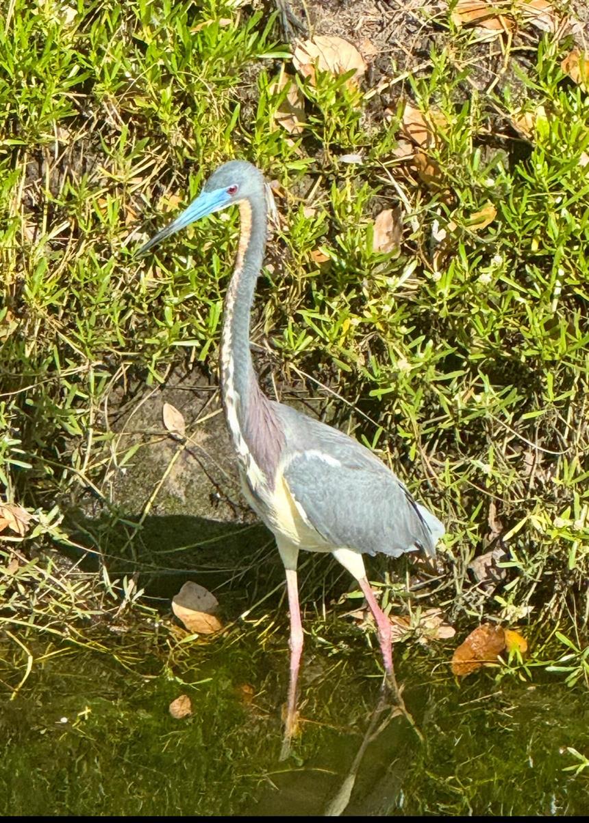 VENICE GULF VIEW REP - Land