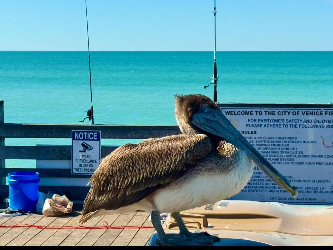 VENICE GULF VIEW REP - Land