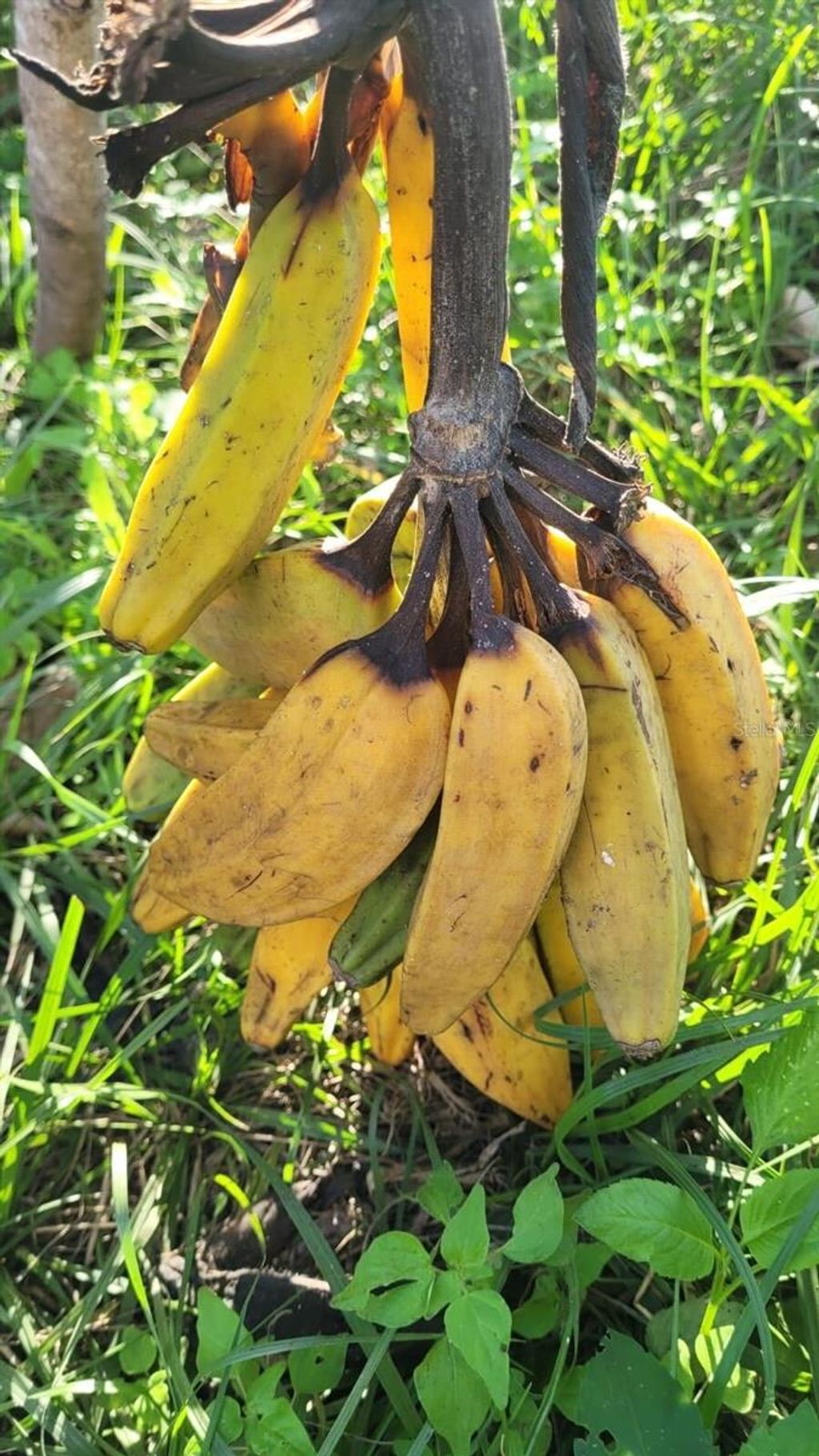 Photo of 3235 Aurora Road, Melbourne, FL 32934 (MLS # O6275147)