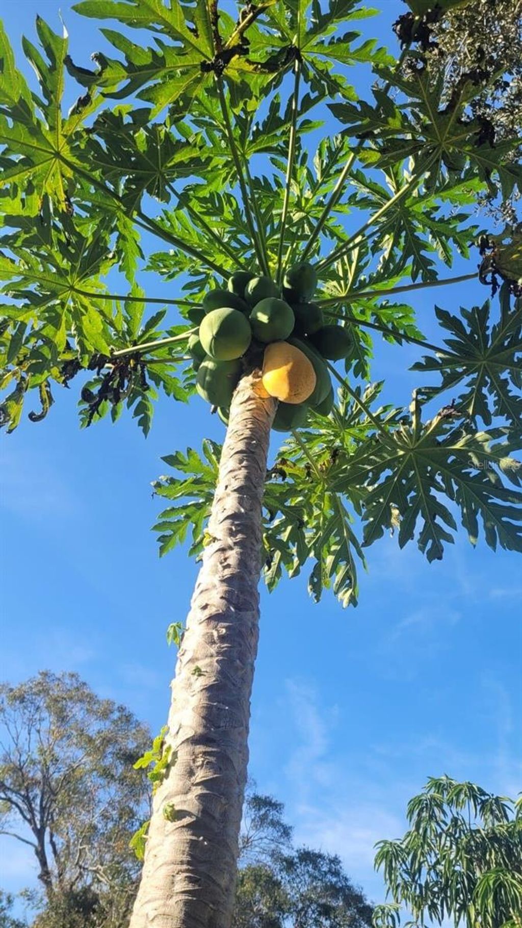 Photo of 3235 Aurora Road, Melbourne, FL 32934 (MLS # O6275147)