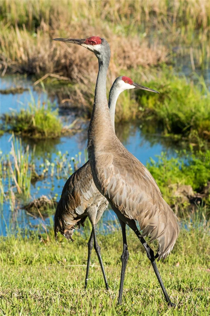LAKEWOOD RANCH COUNTRY CLUB VILLAGE EE 2A-2E - Residential