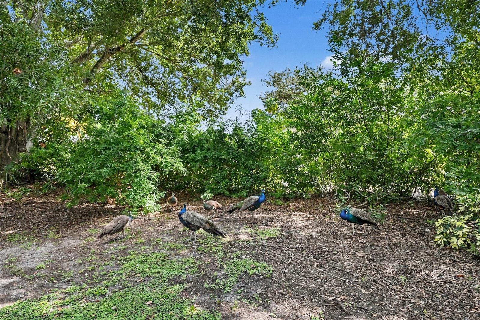 2400 INDIGO DR