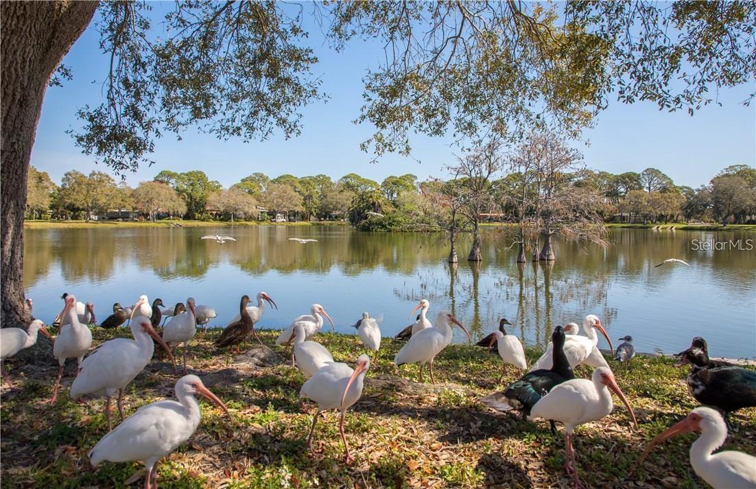 CENTRAL PASADENA - Residential