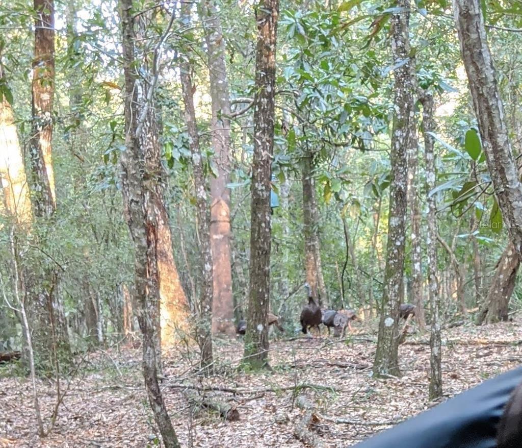 RIVERVIEW ESTATE SUB - Land