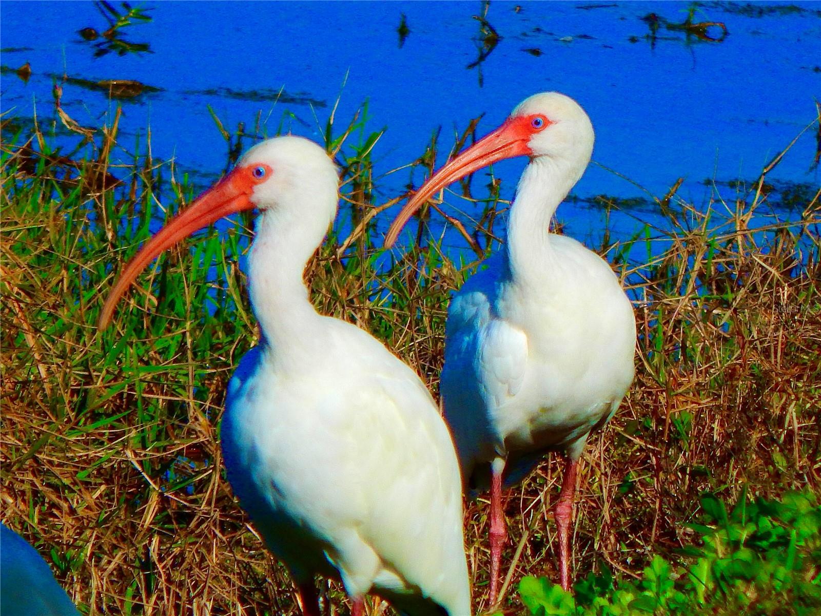 GREYHAWK LANDING WEST PH V-A - Residential