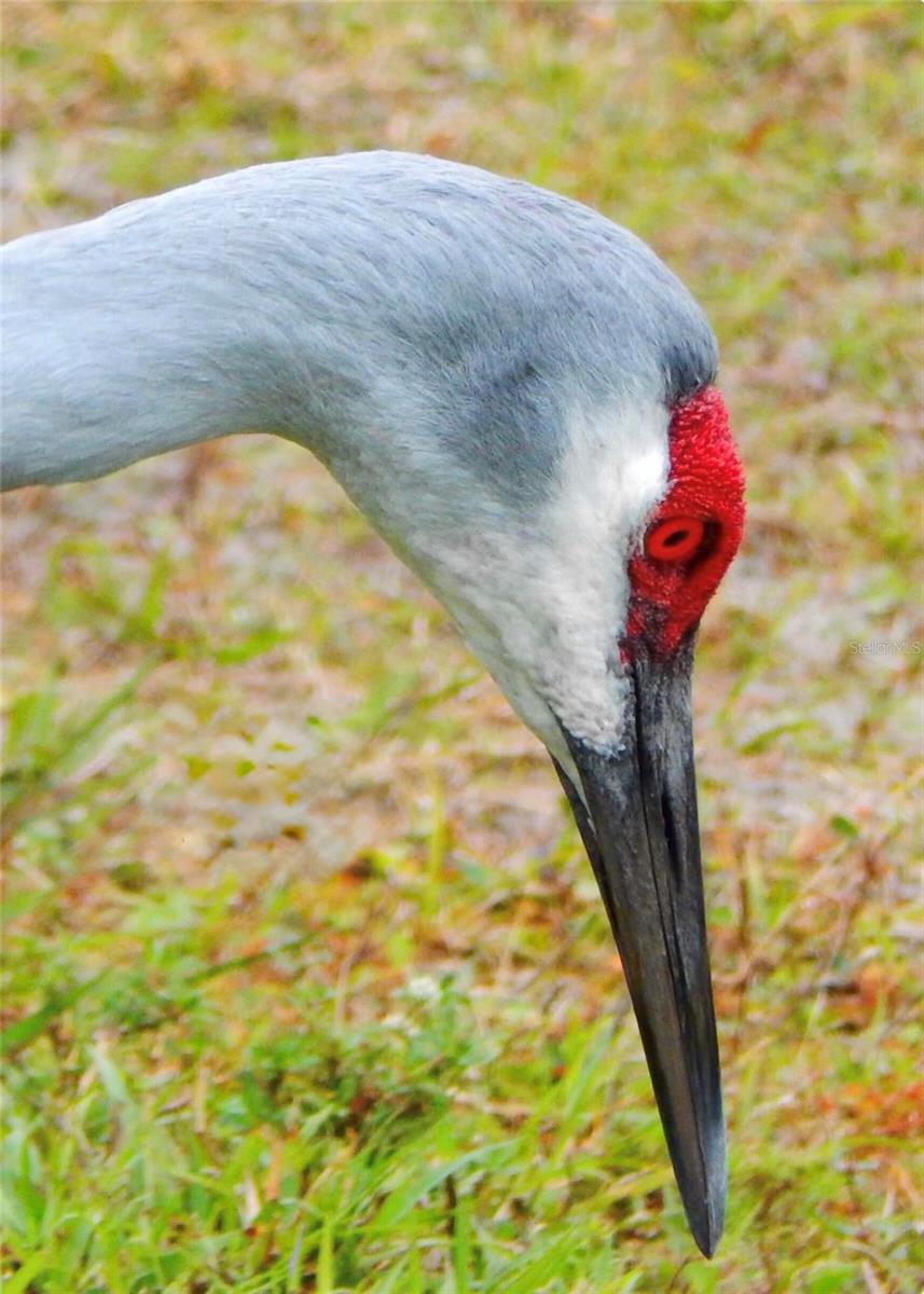 GREYHAWK LANDING WEST PH V-A - Residential