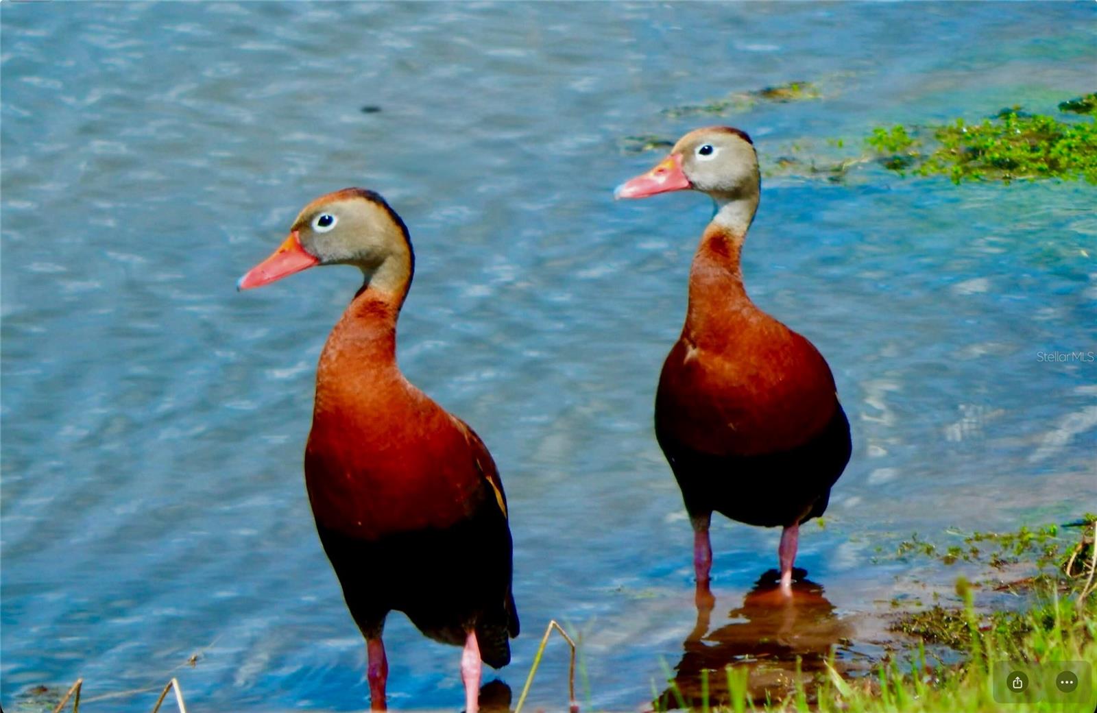 GREYHAWK LANDING WEST PH V-A - Residential