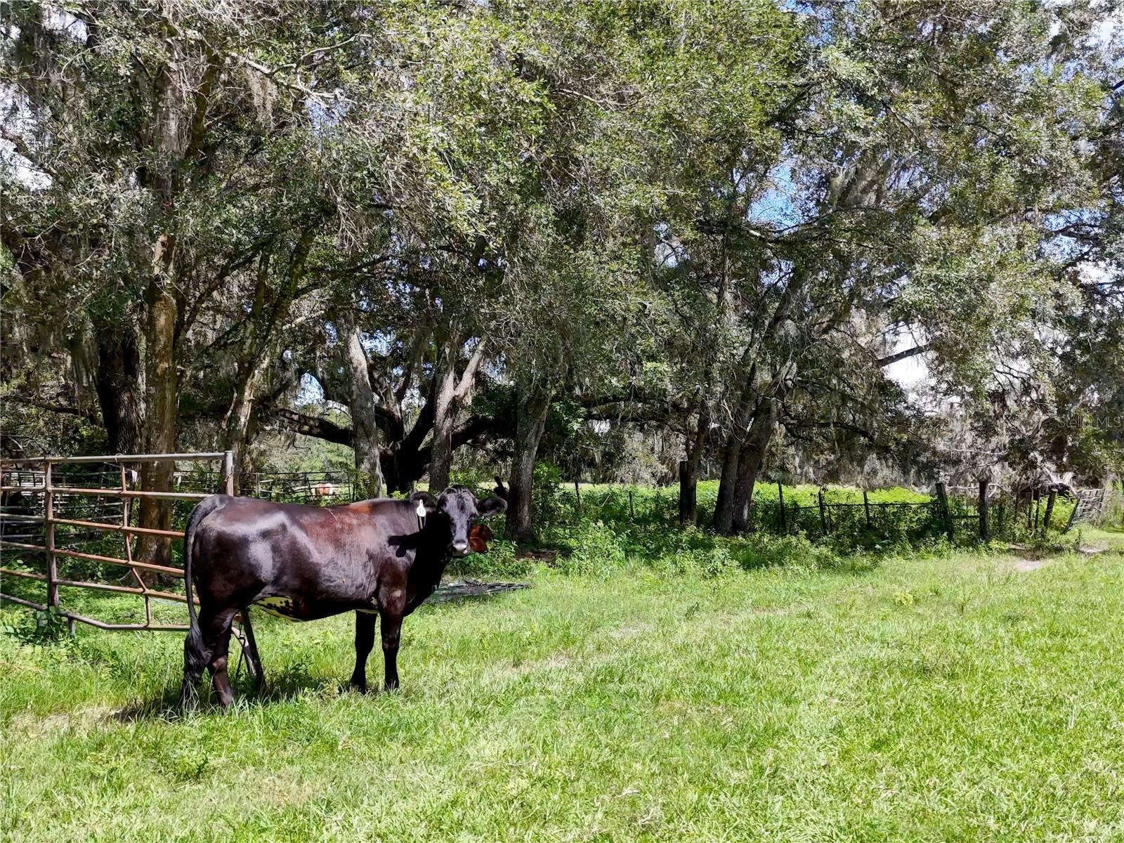 ACREAGE - Residential