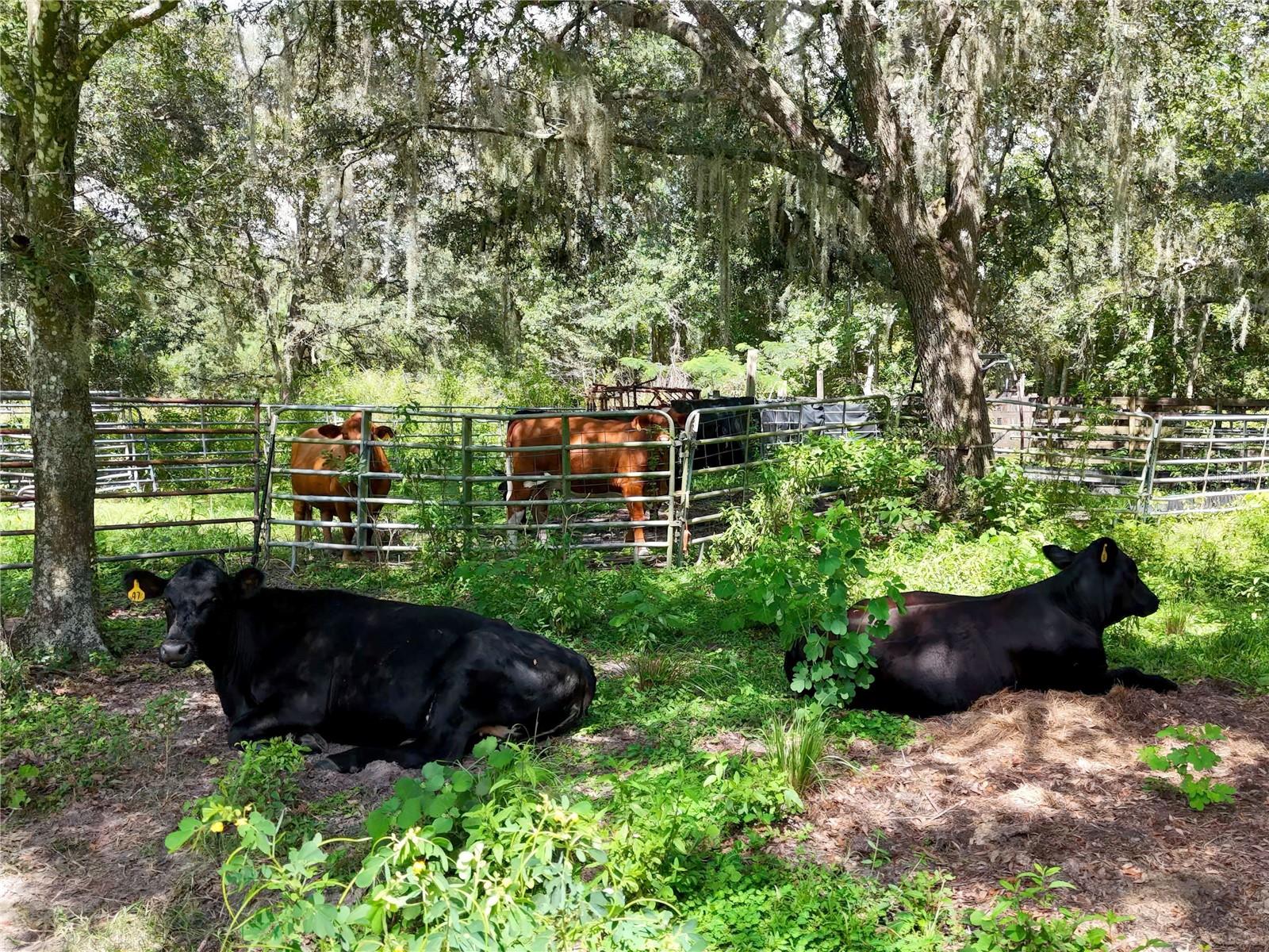 ACREAGE - Residential