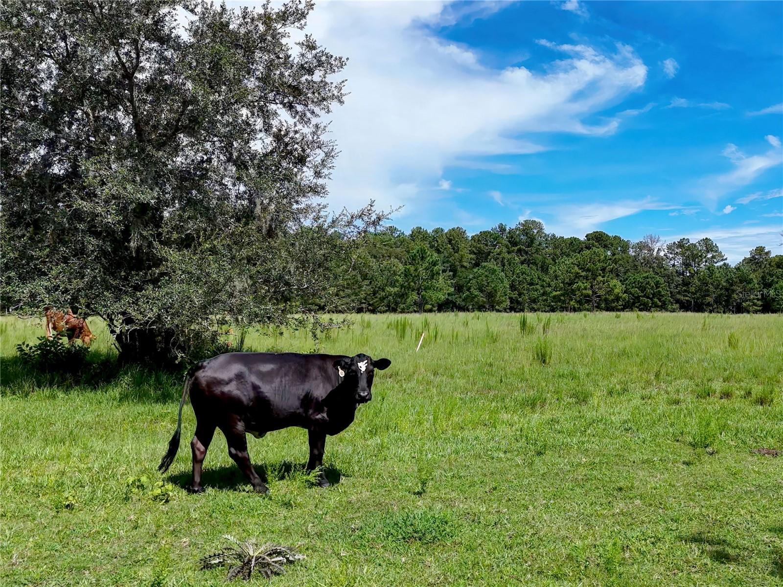 ACREAGE - Residential