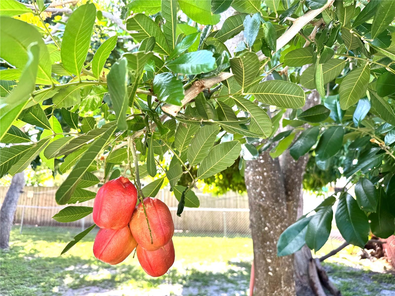 MARCHETTA PARK - Residential