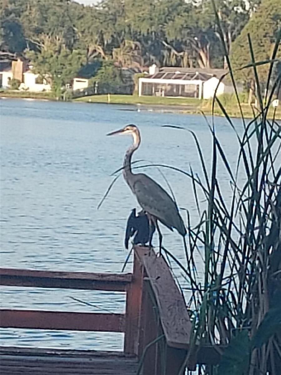 SHANGRI LA II SUB PHAS - Residential