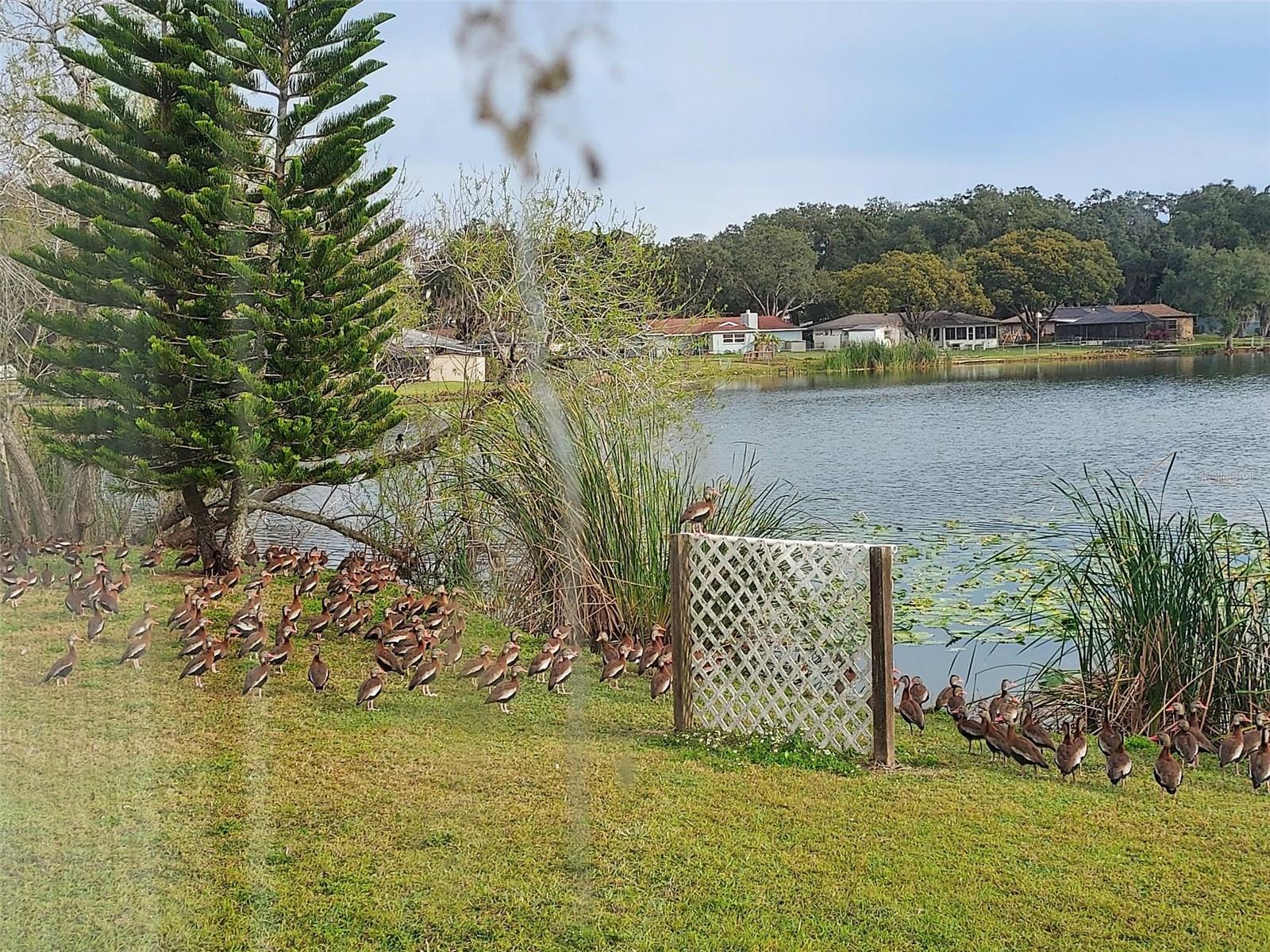 SHANGRI LA II SUB PHAS - Residential