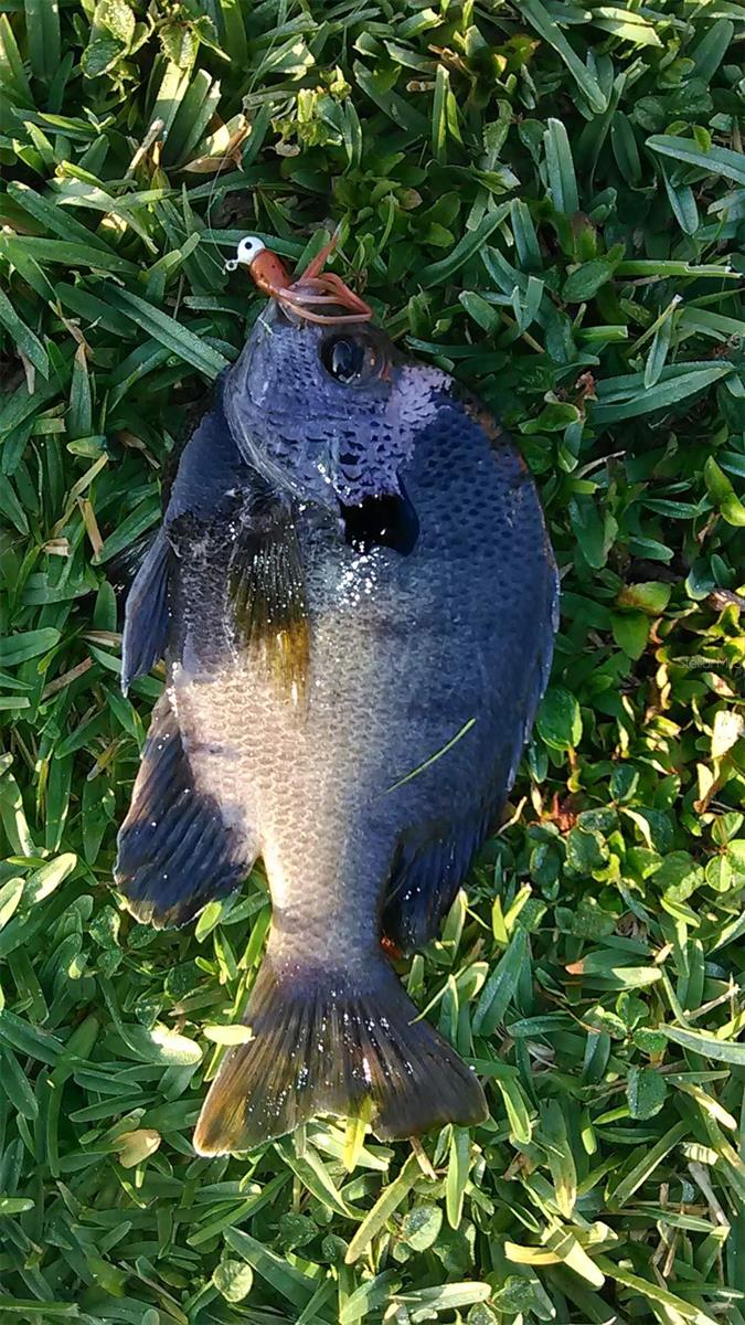 SHANGRI LA II SUB PHAS - Residential