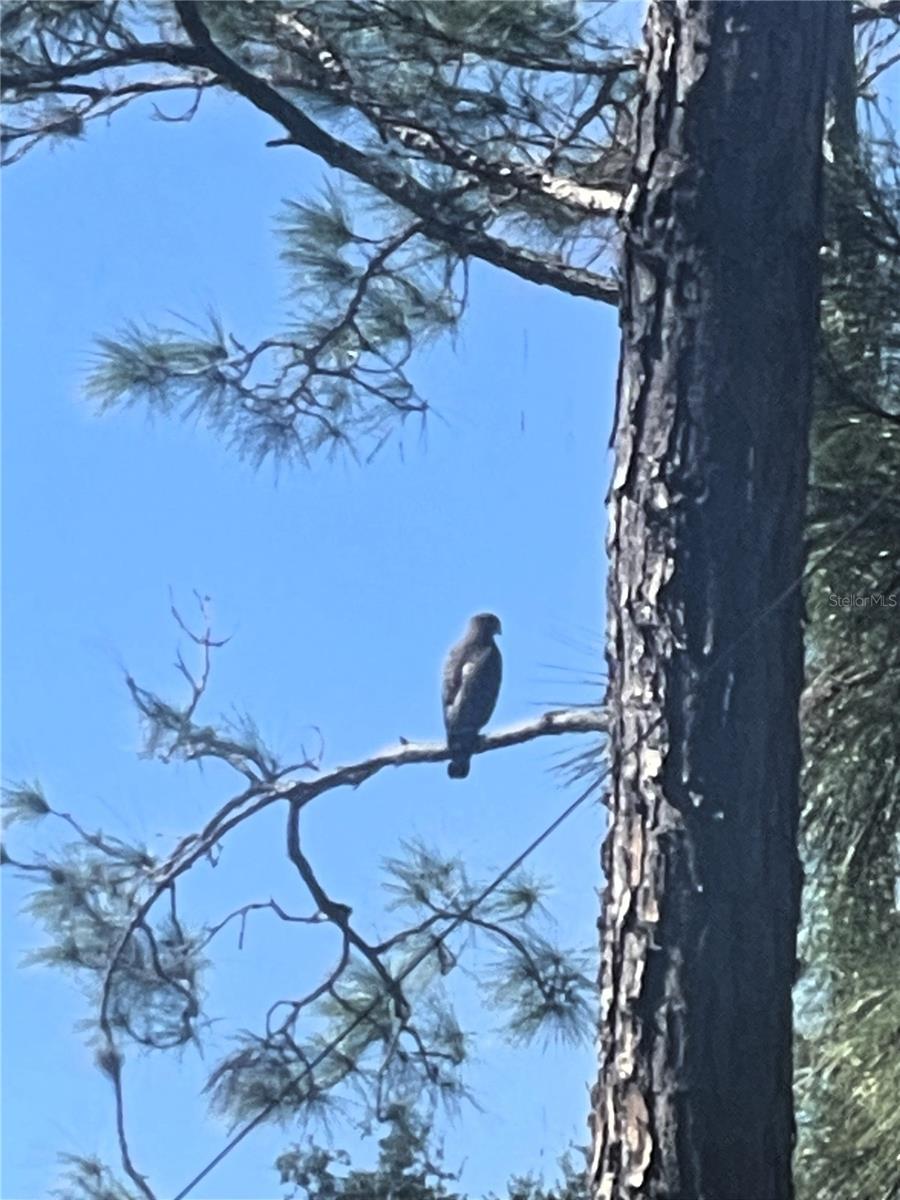 LAS COLINAS PH II SUB - Residential