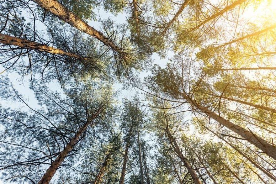 The owner has the next lot that form 1 acre available.
Indian Lake Estates Community is set in beautiful natural surroundings midway between the Atlantic Ocean and the Gulf of Mexico. The charm of the most exclusive Sunshine State environments is combined with a wide range of recreation activities, including an 18-hole golf course, available within the residential area itself. Lake Weohyakapka (Walk-in-Water), upon which the development at Indian Lake Estates borders, offers boating, fishing, water skiing, and other water sports.