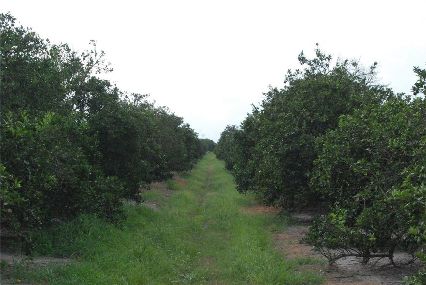 Ten acres of orange groves located in the Joshua Grove Water District.  Professional companies have provided caretaking and irrigation through June 2024.  Well maintained and producing Valencia oranges.  
Fresh water canals used for irrigation throughout the grove.  The 2024-25 fruit crop on the trees is not included in the sale.
At the time of the listing, this is a producing orange grove, but the value of the trees is not considered in the sale of the property since the owner cannot verify the inventory or condition of trees at time of contract.