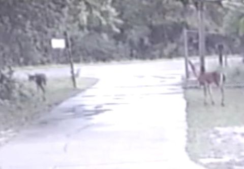 A home in OCKLAWAHA