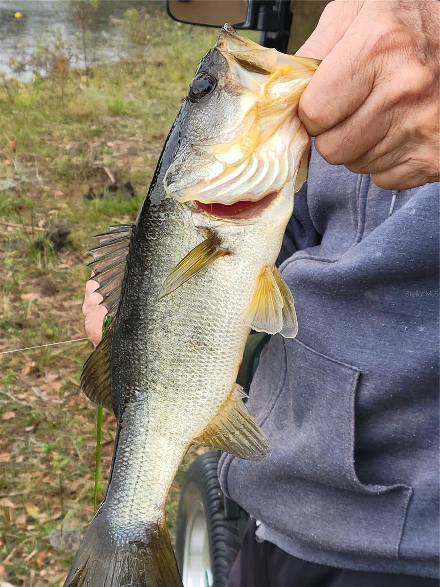 ARLINGTON RIDGE PH 02 - Residential