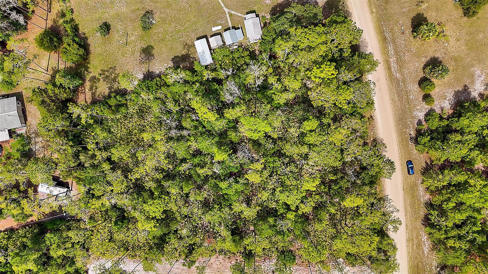 203 PONDEROSA PINE COURT