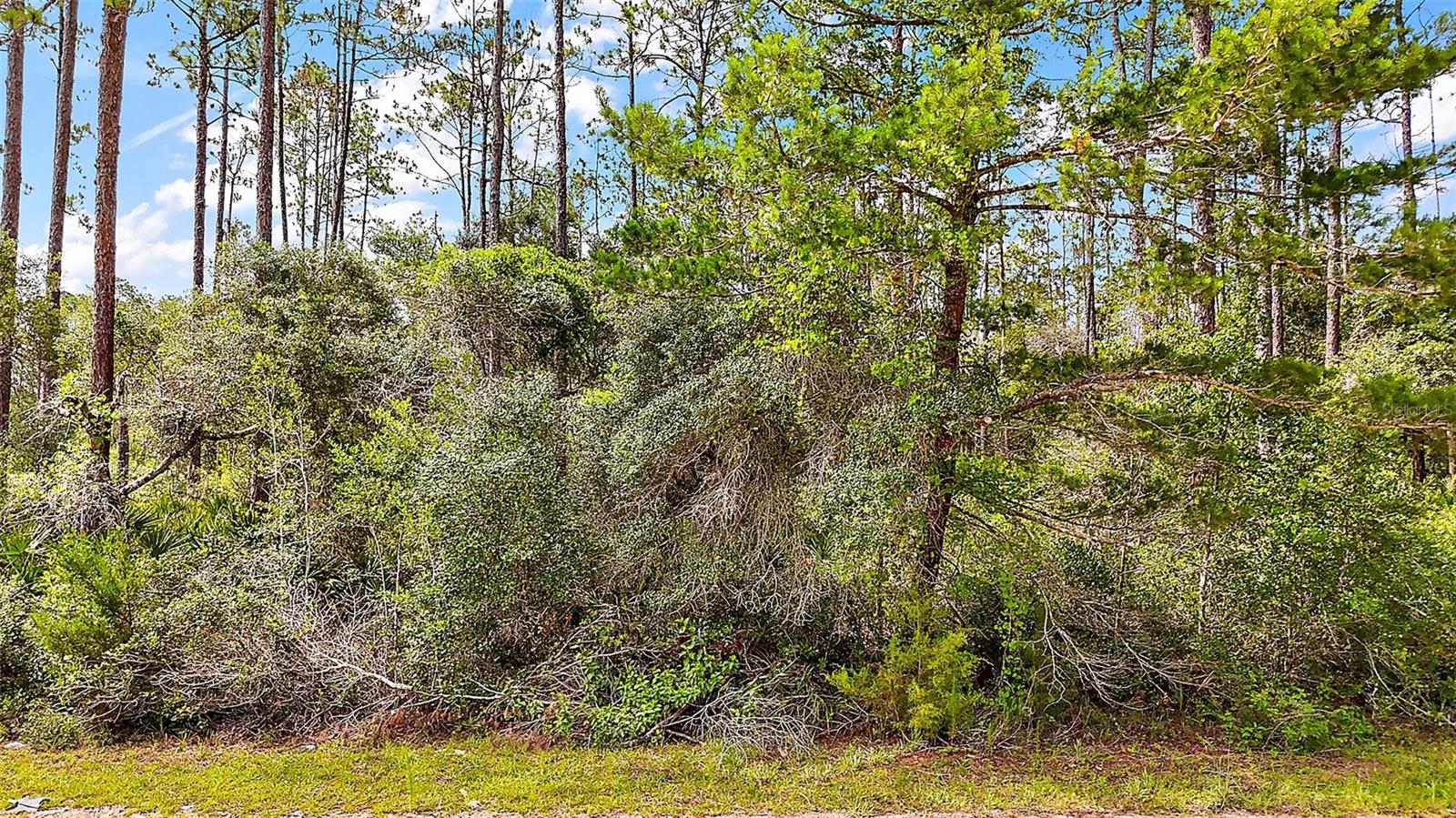 203 PONDEROSA PINE COURT
