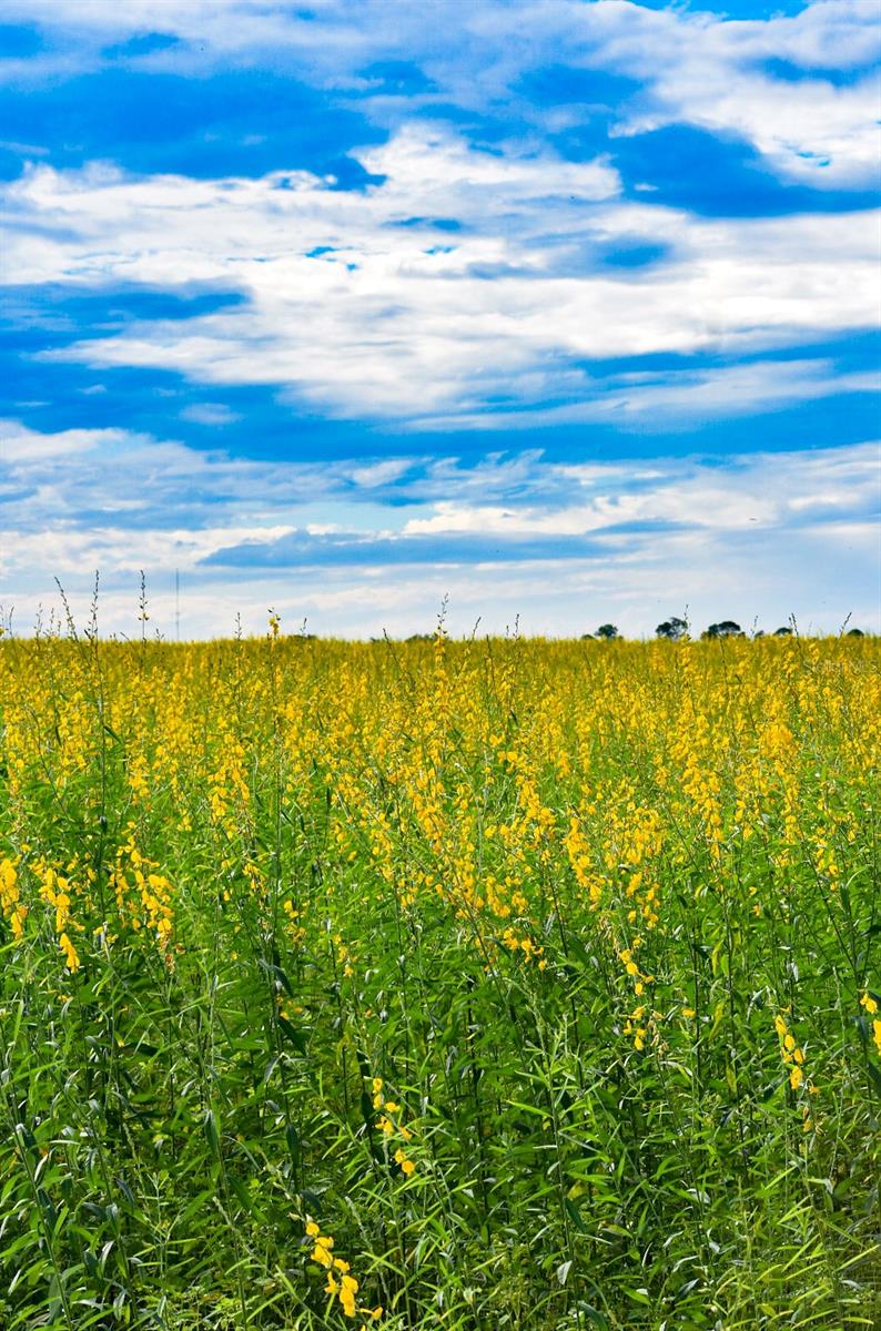 FANIN SPGS ANX - Residential