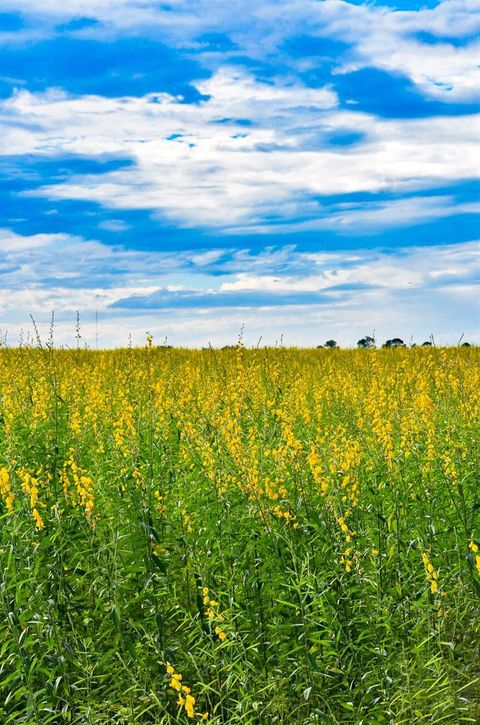 Tiny photo for 7296 NW 170th Street, Trenton, FL 32693 (MLS # W7884450)