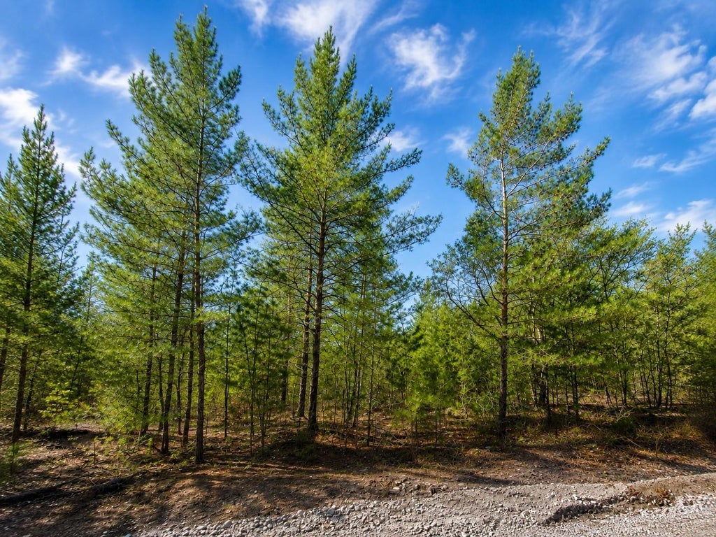 Photo of Tbd Rose Trl, Interlachen, FL 32148 (MLS # OM731138)