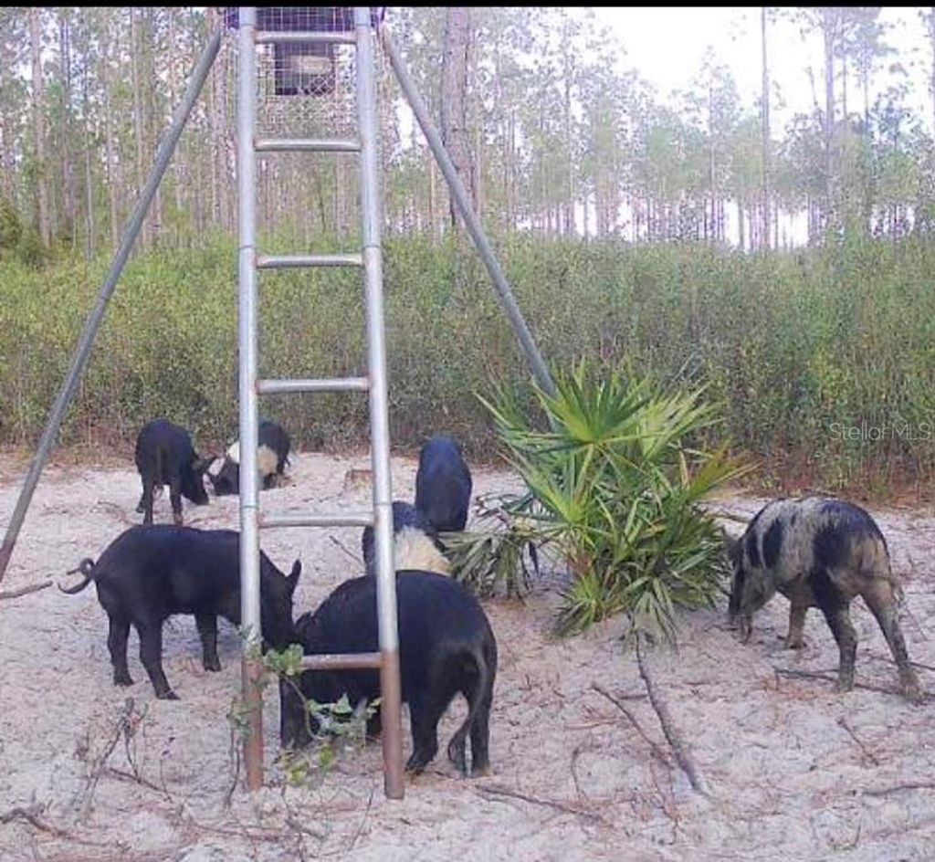 Photo of Clyatt Road, Chiefland, FL 32626 (MLS # TB8468369)