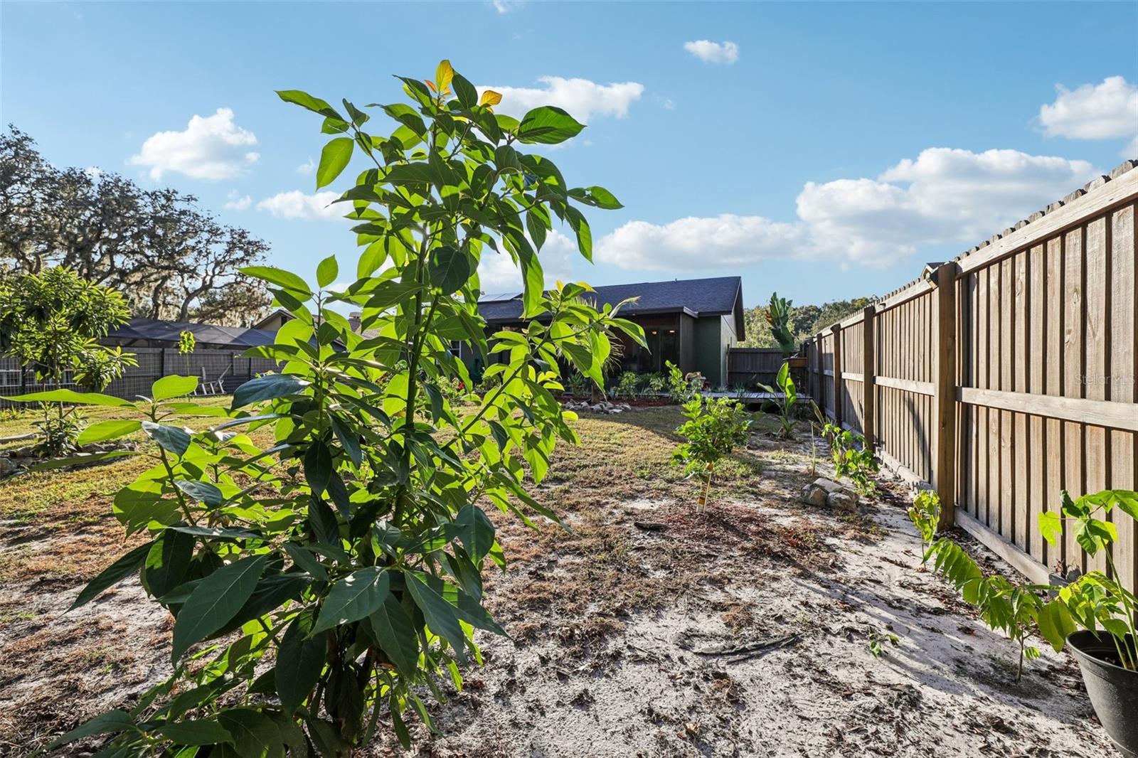 LAKE PADGETT PINES - Residential
